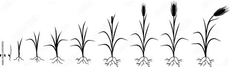 Black silhouette of rye life cycle. Stages of growth from seed to ...