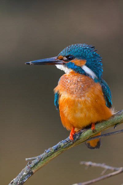 Ijsvogel Van Ijsvogels Nl Corn Van Oosterhout Op Canvas Behang En