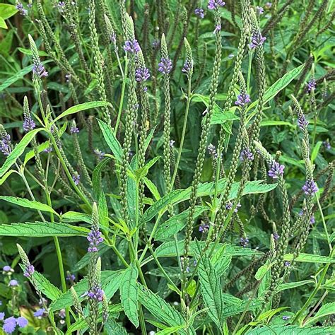 Enchanting Blue Vervain Virginia Native Plant Society