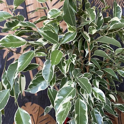 Ficus Benjamina Twilight 2 3 Pflanzentopf