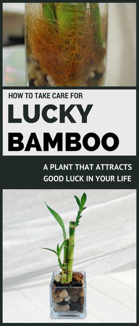 How To Take Care For Lucky Bamboo A Plant That Attracts Good Luck In