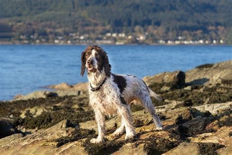 215 Popular and Unique English Springer Spaniel Names - Male & Female ...