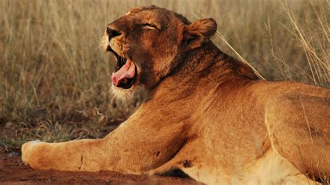 Safari Live Smygtitt HEM Den officiella hemsidan för National