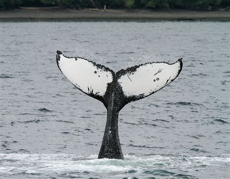 Whale Tale Photograph By Janine Harles Fine Art America