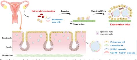 Figure 5 From Endometrial Stem Cells Orchestrating Dynamic