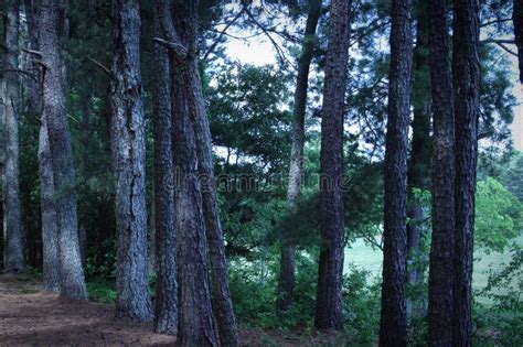 A Set of Georgia Pine Trees Stock Photo - Image of aquatic, bush: 119847770