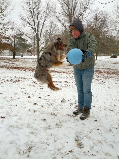 How Big Do Mini Aussie Shepherds Get at Fawn Adams blog
