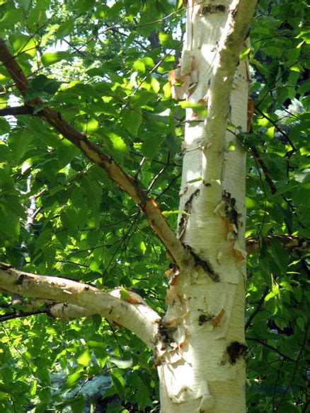 Betula Costata Koreankoivu Mustila