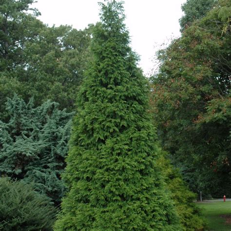 Green Giant Arborvitae | Platt Hill Nursery