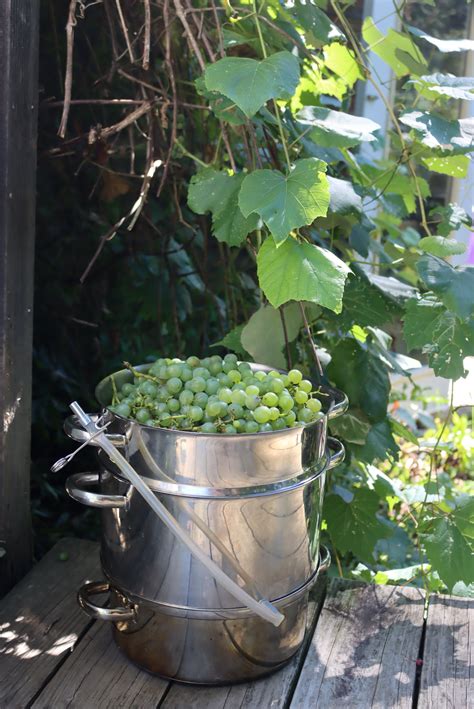 how to make grape juice 2