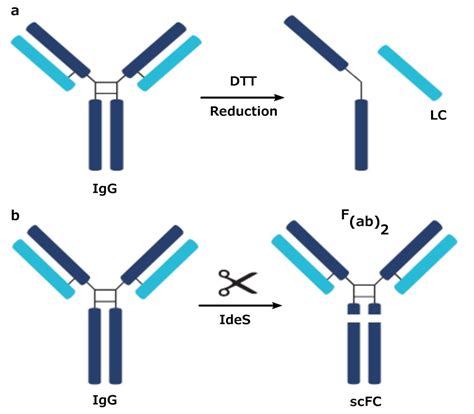 Middle-Up Antibody Analysis by RP Chromatography