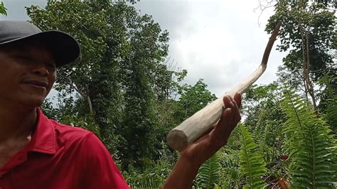 Potong Rumput Manual Pakai Gantol Pengait Bikinan Sendiri Parang Golok