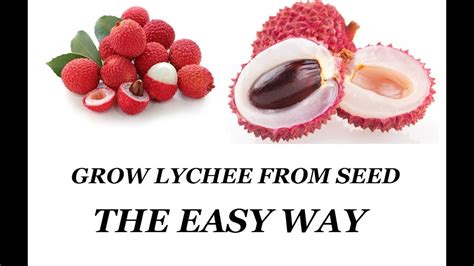 Growing Lychee From Seeds The Easy Way YouTube