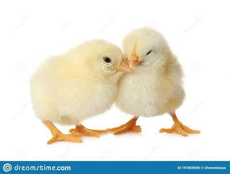 Cute Fluffy Baby Chickens on White Background. Farm Animals Stock Photo ...