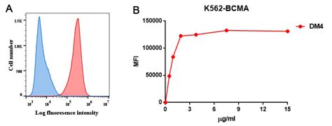 Anti Bcma Antibody Dm Rabbit Mab