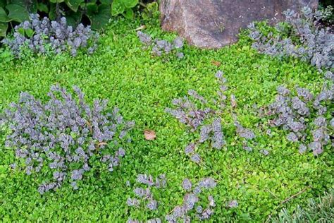 Sedum Cauticola Lidakense Cliff Stonecrop