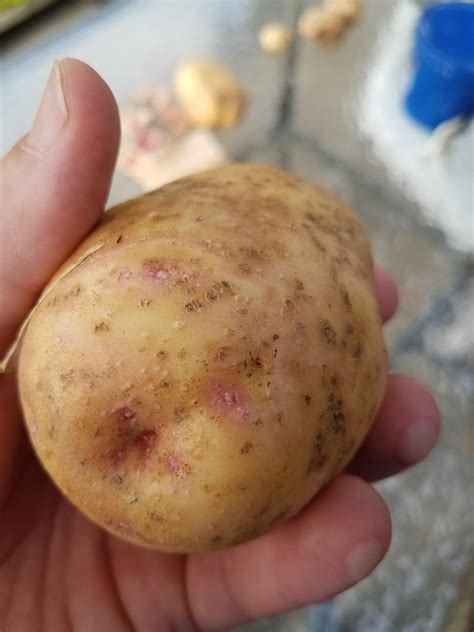 What Are These Purple Spots On My Yukon Gold Potatoes Are They Still