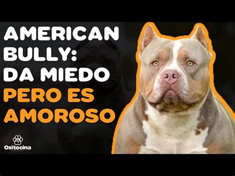 American Bully Cosas Que Debes Saber Parte Youtube