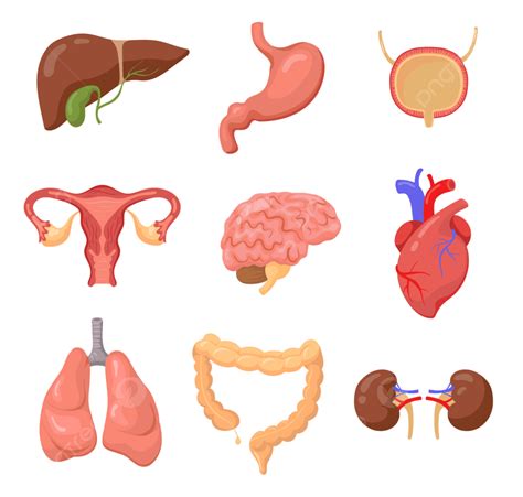 Human Organs Set Organ Body Skin Collection Brain PNG And Vector