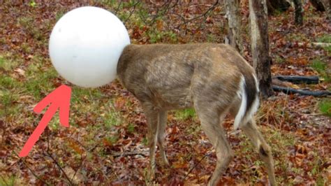 Man Spots Strange Deer In His Backyard Before Noticing His Help Is