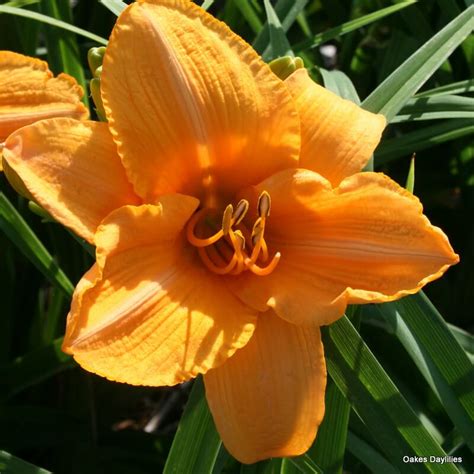 Ruffled Apricot Oakes Daylilies