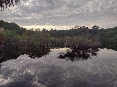 Sunrise of the Amazon Rainforest Stock Photo - Image of black, live ...