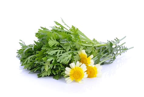 Heilkr Uter Und Heilpflanzen Speisechrysantheme Egk