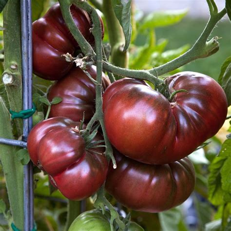 Live 15 19 Cherokee Purple Heirloom Tomato Plants Spring Etsy