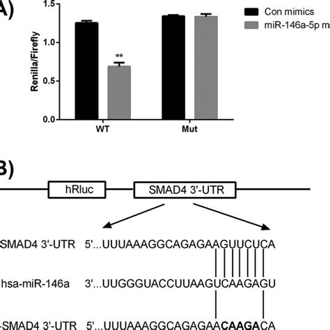 SMAD4 Was A Direct Target Of MiR146a5p A Sequence Alignment Of