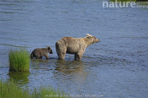 Stock Photo Of Grizzly Bear Ursus Arctos Horribilis Mother With Cub