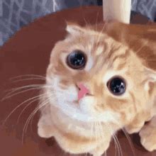 Cat Meow Cat Meow Discover Share GIFs