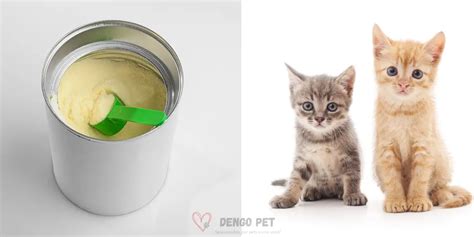 Leite Em Pó Para Gato Filhote - Guia Essencial: Alimentação com Leite em Pó para Gatos Filhotes - DengoPet