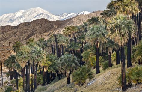 THOUSAND PALMS OASIS PRESERVE - Fairway Vacation Rentals