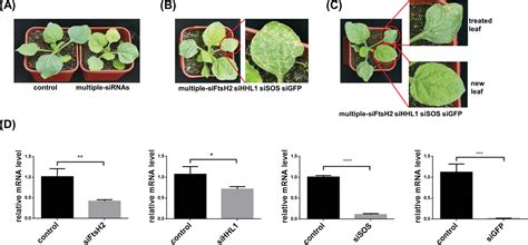 Mesoporous Silica Nanoparticles Mediate SiRNA Delivery For LongTerm