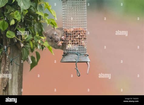 juvenile rat on bird feeder Stock Photo - Alamy