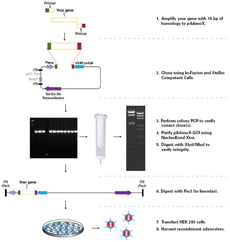 Tetracycline Inducible Expression Using An All In One Adenovirus Vector