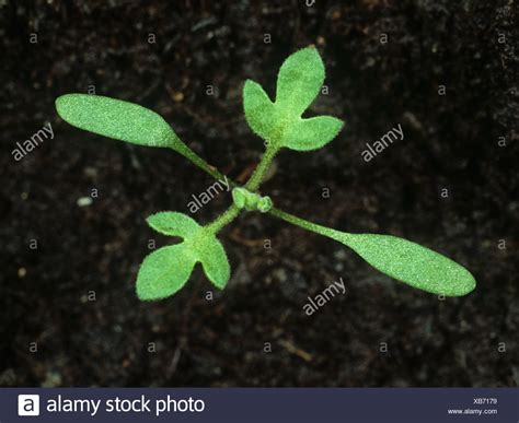 Two Cotyledons High Resolution Stock Photography And Images Alamy