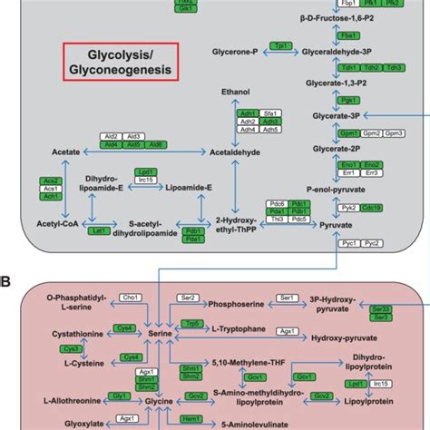 Acetylation of metabolic enzymes in yeast. Schematic representation of ...