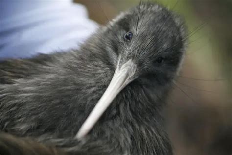 Kiwi Bird Birds Flight