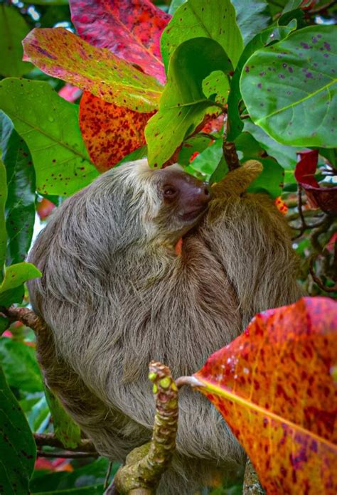 Monkey Island Sloth Sanctuary Tour San Blas Dreams