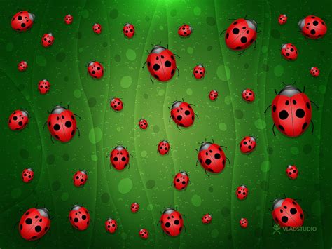 Ladybug Wallpapers - Top Free Ladybug Backgrounds - WallpaperAccess