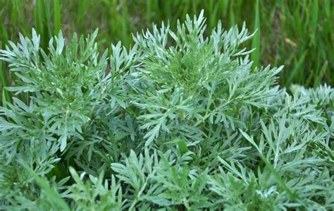 Ingredient Spotlight: Wormwood - Plant Guru