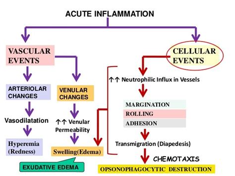 Acute Inflammation Handouts 30 9 2016