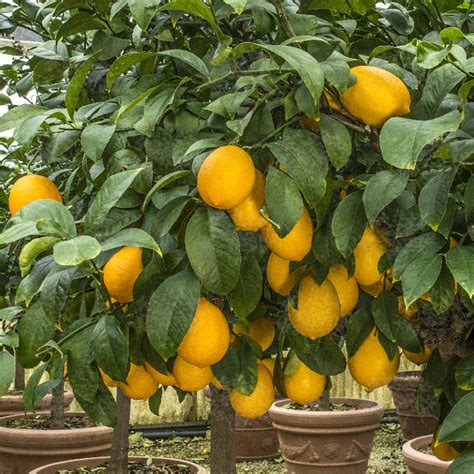 Limone Meyer Oscar Tintori Gli Agrumi In Toscana Sito Ufficiale E