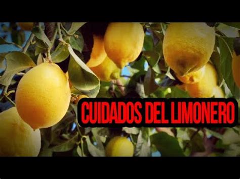 Cómo cuidar Limonero 4 Estaciones Curar Plagas Cómo Fertilizar