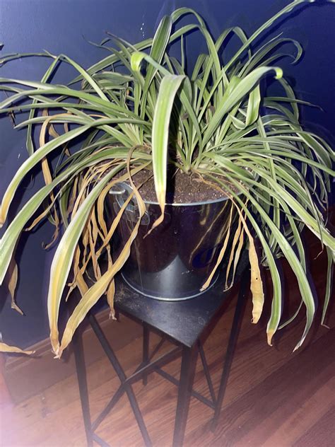 Froze My Spider Plant Outside Rip R Plantclinic