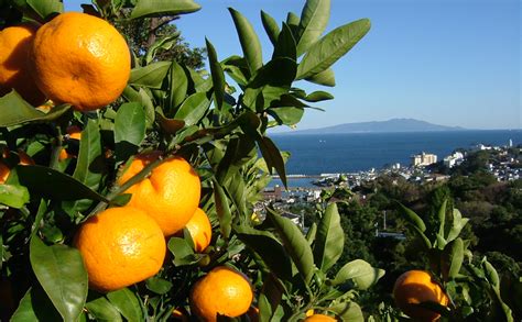 【伊豆稲取温泉】海一望の絶景を見ながら、みかん狩りを楽しむ送迎付きプランを販売開始！温泉と新鮮な魚介も堪能｜株式会社サイトプラスのプレスリリース