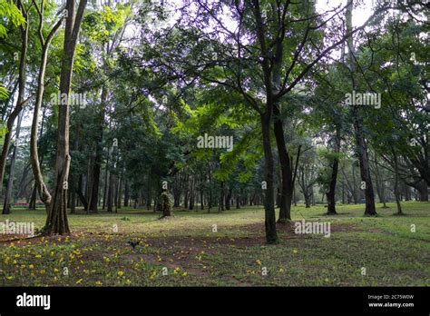 Tree garden at cubbon park, Bangalore, india Stock Photo - Alamy