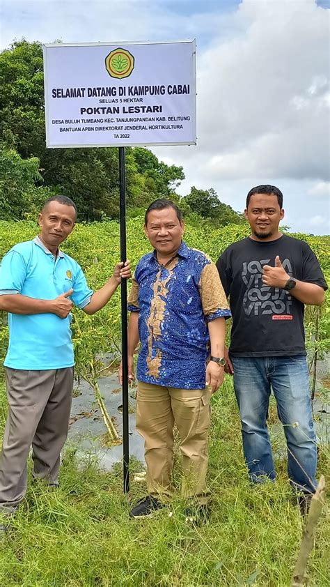 Kepala Dinas Pertanian Babel Kunjungi Kampung Cabai Di Tanjung Pandan