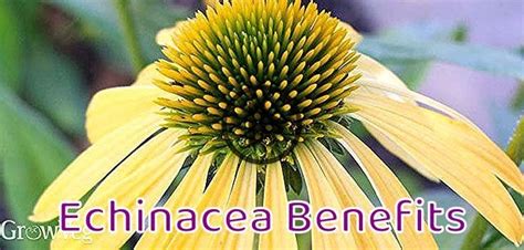 Echinacea Benefits In 2020 Echinacea Benefits Echinacea Echinacea